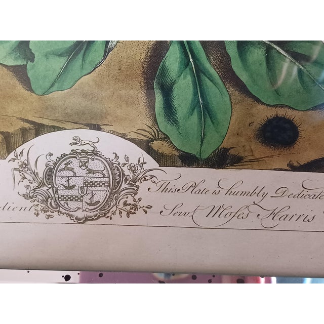 1700's Butterfly Natural History Engravings Reproductions in Contemporary Mirror Frames For Sale - Image 11 of 14