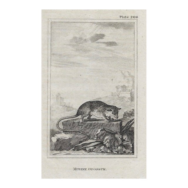 Antique Murine Opossum Engraving For Sale