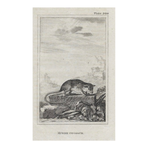 Antique Murine Opossum Engraving