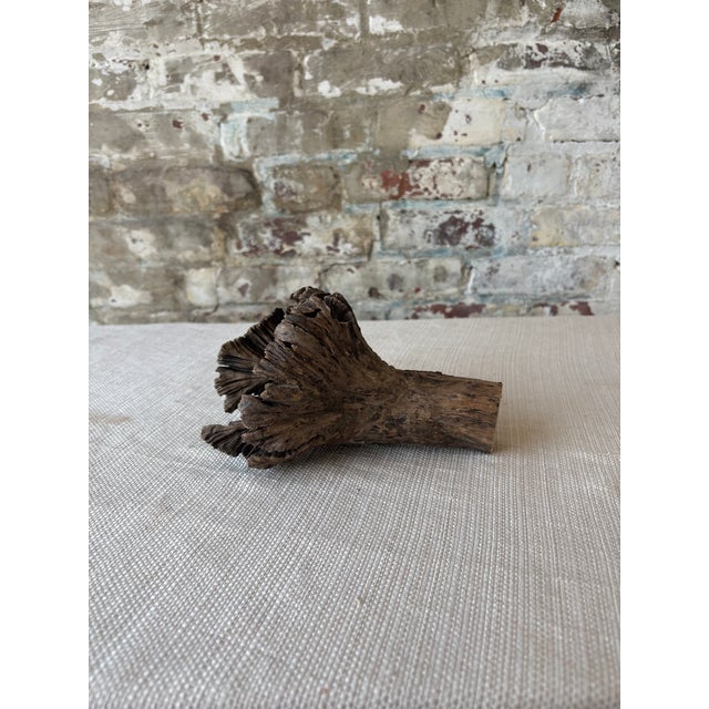 2020s Natural Wood Tree Flower Sculpture / Organic Botanical Decor Object For Sale - Image 5 of 9