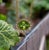 Natural Sapphire Diamond Halo Pendant With Chain 18" 14k YG 3.14 TCW Certified For Sale - Image 11 of 13