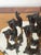 20 Th C Blown Glass Llamas Figurines Family With Mirrored Stand For Sale - Image 4 of 6