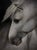 Penumbra by Che Leviathan | Oil on panel Portrait of a white horse's head. For Sale