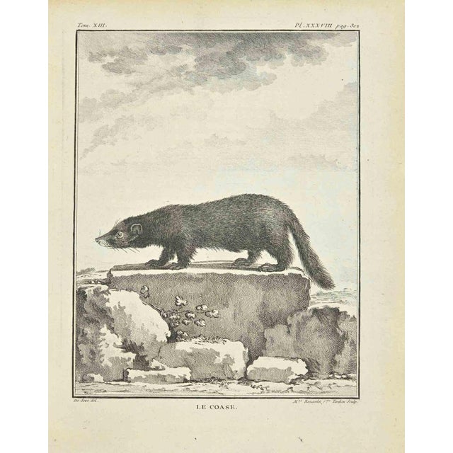 Le Caose is an etching realized by Madeleine Ruosselet in 1771. It belongs to the suite "Histoire Naturelle de Buffon"....