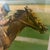 The product is a limited edition print featuring Eddie Arcaro, a legendary jockey in horse racing, who won the Triple...