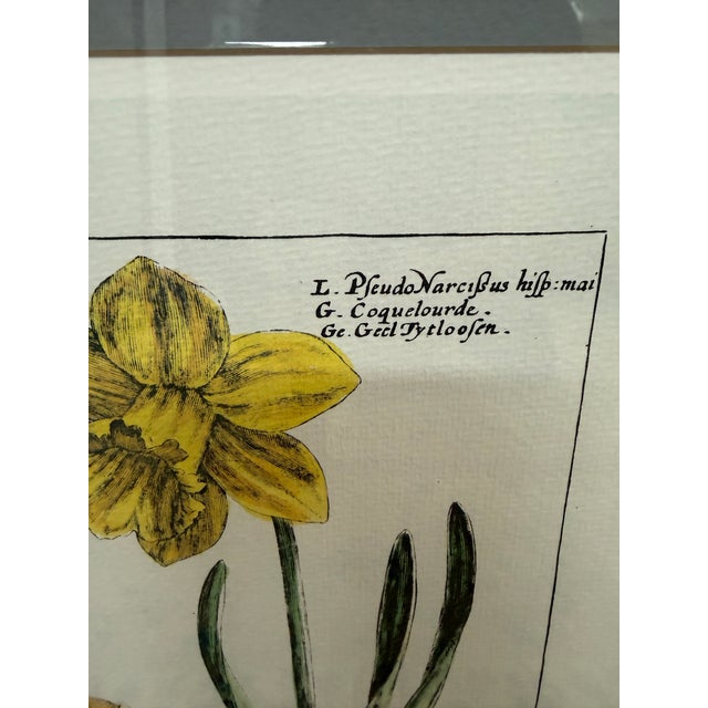 Early 21st Century Soicher-Marin Daffodil Botanical Art Print, Pair For Sale - Image 5 of 12