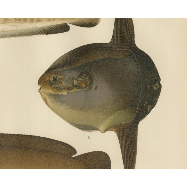 Wilhelm von Wright, Ocean Sunfish and Scandinavian Blennies, 1895, Lithograph on Paper For Sale - Image 4 of 10