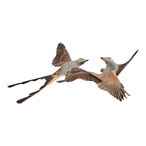 Mid 20th Century Dorothy Doughty Scissor Tailed Flycatchers - a Pair