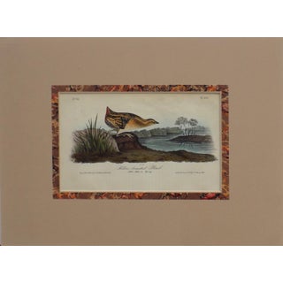 Audubon's Yellow-Breasted Rail Matted Lithograph Print For Sale