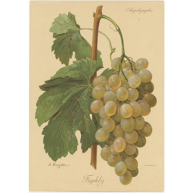 Green and White Grape Varieties, 1890s, Paper, Set of 4 For Sale - Image 4 of 6