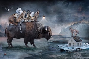Shelter - Spirit of the Bison by Marcin Owczarek | Photography - Dye Sublimation on Aluminum of a bison with animals.