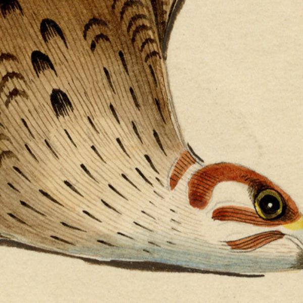 Indian Company School Artist, Indian Bird, 18th Century, Watercolor, Set of 8 For Sale - Image 16 of 18