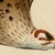 Indian Company School Artist, Indian Bird, 18th Century, Watercolor, Set of 8 For Sale - Image 16 of 18