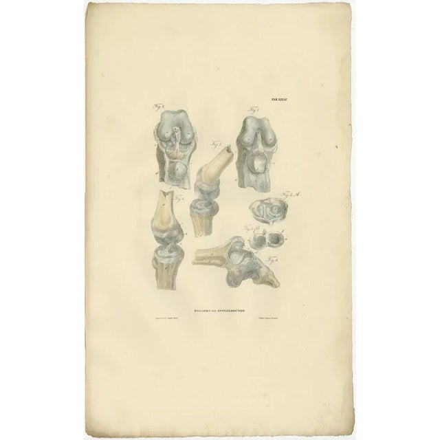 Anatomy Illustrations of Ligaments and Joints, 1839, Prints, Set of 13 For Sale - Image 13 of 15