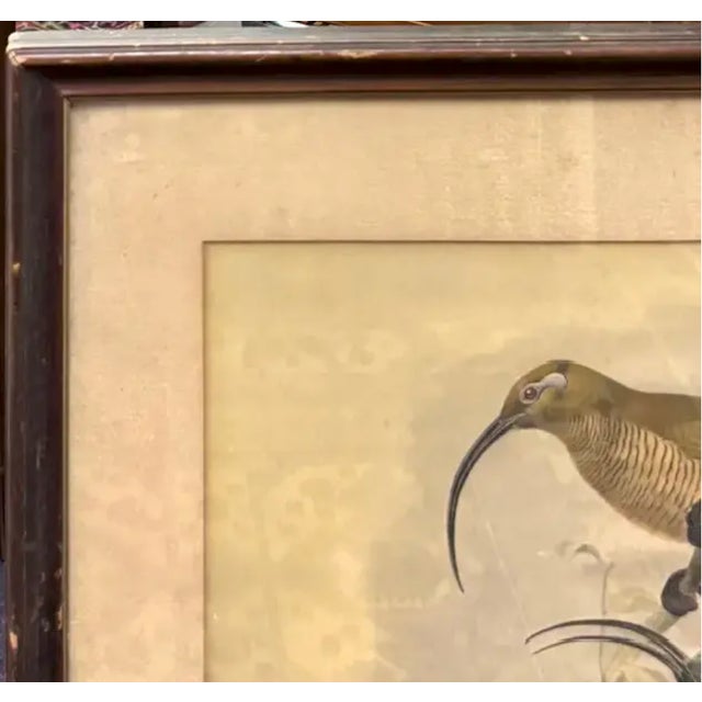 Late 19th Century Antique Original 19th Century Dutch Print of Birds by Artist Josef Smit For Sale - Image 5 of 7