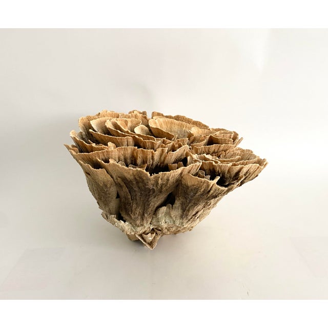 Brown Extraordinary Natural Unbleached Poca Coral Speciman For Sale - Image 8 of 10