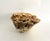 Brown Extraordinary Natural Unbleached Poca Coral Speciman For Sale - Image 8 of 10