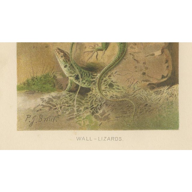 Paper P.J. Smit, Wall Lizards, 1895, Color Lithograph For Sale - Image 7 of 9