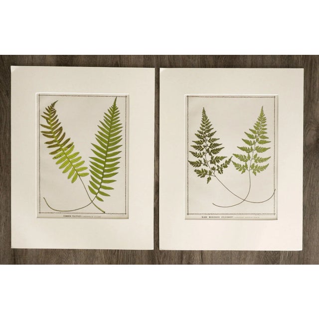 Antique 1885 English Chromolithograph Ferns - a Pair For Sale In Seattle - Image 6 of 6