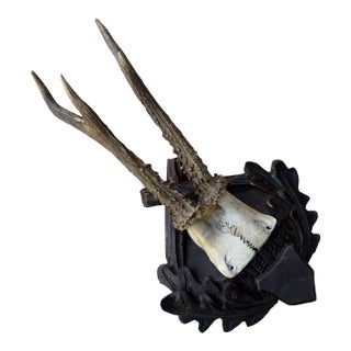 Roe Deer Trophy 173 Black Forest Antlers Mount For Sale