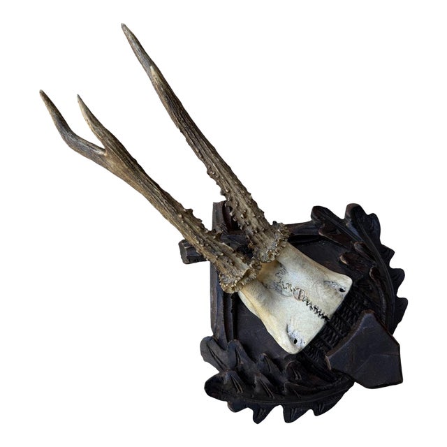 Roe Deer Trophy 173 Black Forest Antlers Mount For Sale
