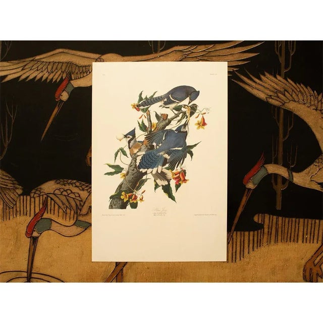 1990s Blue Jay After Audubon, Large American Classical Print For Sale - Image 11 of 12