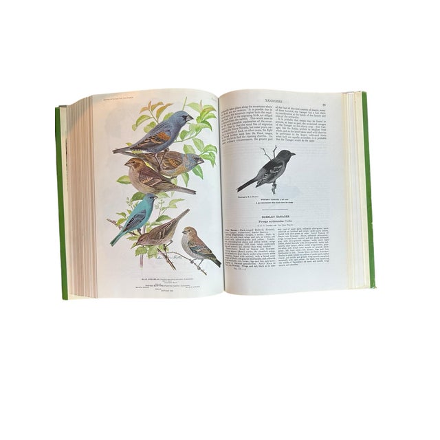 1936 Birds of America Hardcover Book For Sale - Image 6 of 12