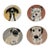 Sally Muir Dog-a-Day Dessert Plate Set of 4 For Sale