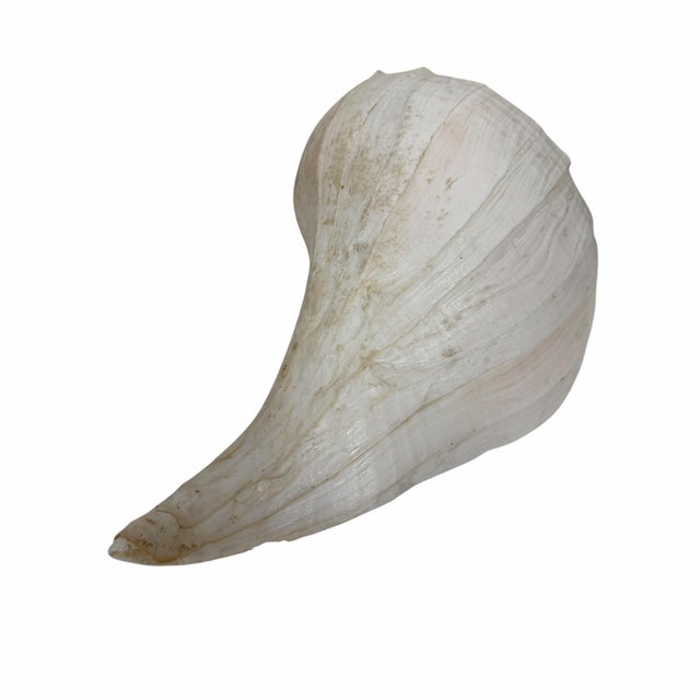 Mid 20th Century Vintage Large Lightning Welk Shell For Sale - Image 5 of 8
