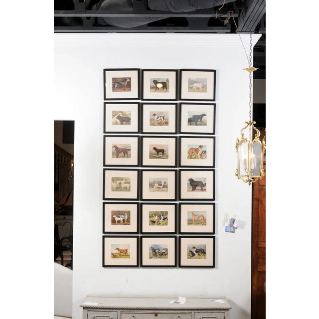 Single Print - Cassell, Petter, Galpin & Co Chromolithograph Dog Print in Black Frame For Sale - Image 4 of 12