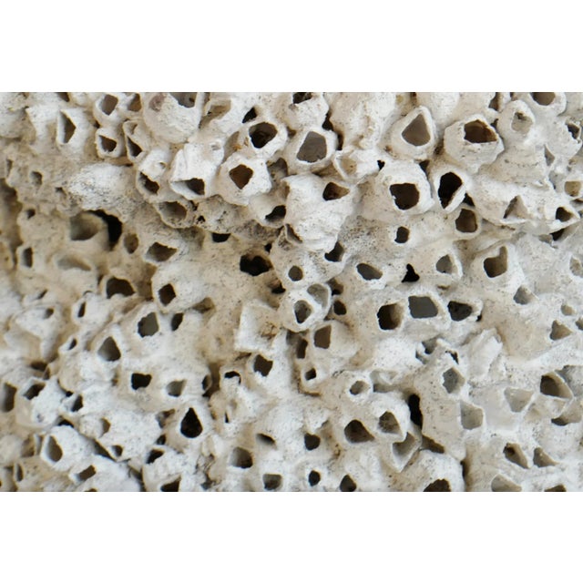 Late 20th Century Vintage White Barnacle Shell Pot For Sale - Image 5 of 9