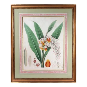 William Roscoe Large Botanical Print of Tropical Plant