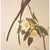 John James Audubon Fork-Tailed Flycatcher After Audubon,1966 American Classical Print For Sale - Image 4 of 9