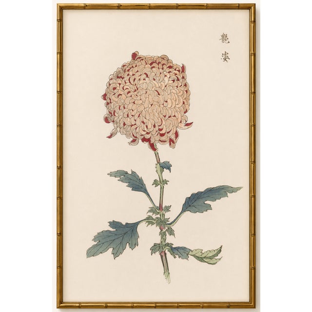 Spider Chrysanthemum by Hasegawa, Vintage Japanese Botanical Art Print, 36" X 54" For Sale In Buffalo - Image 6 of 9