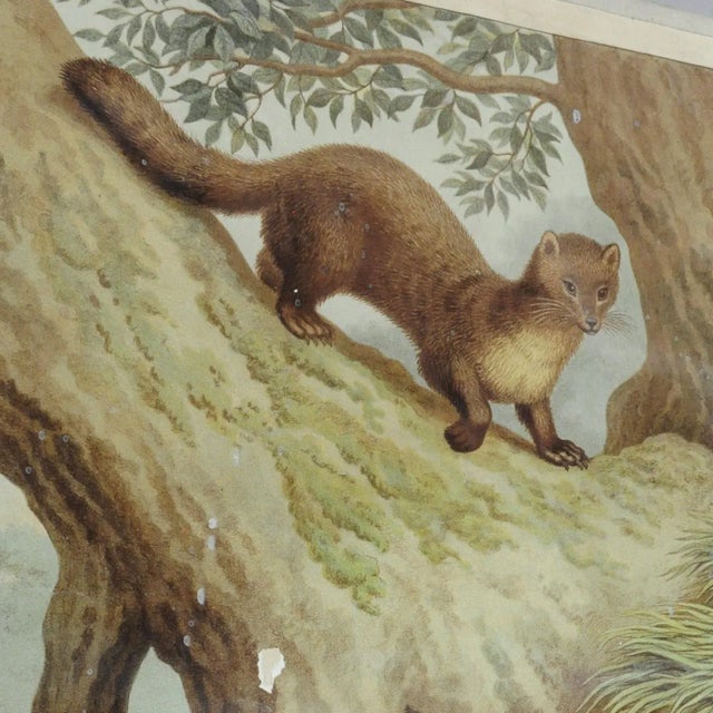 The old vintage wall chart shows a cute natural wildlife scenery of a weasel and an otter. Colorful print on thick paper...