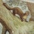 The old vintage wall chart shows a cute natural wildlife scenery of a weasel and an otter. Colorful print on thick paper...