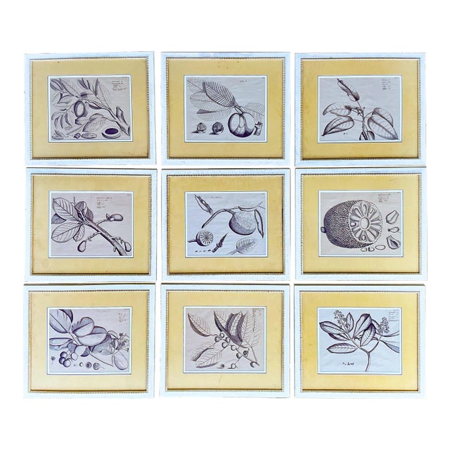 This is a set of nine very large scale British Colonial style framed reproduction tropical fruit prints. They are nicely...