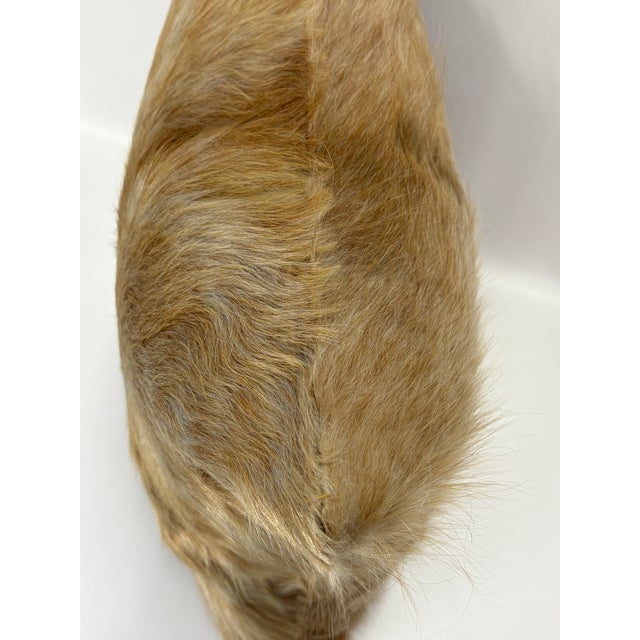 18” X 18” Premium Colombian Champagne Long-Haired Cowhide Pillow Cover - Handcrafted by Pablo Sota Designs For Sale - Image 9 of 11