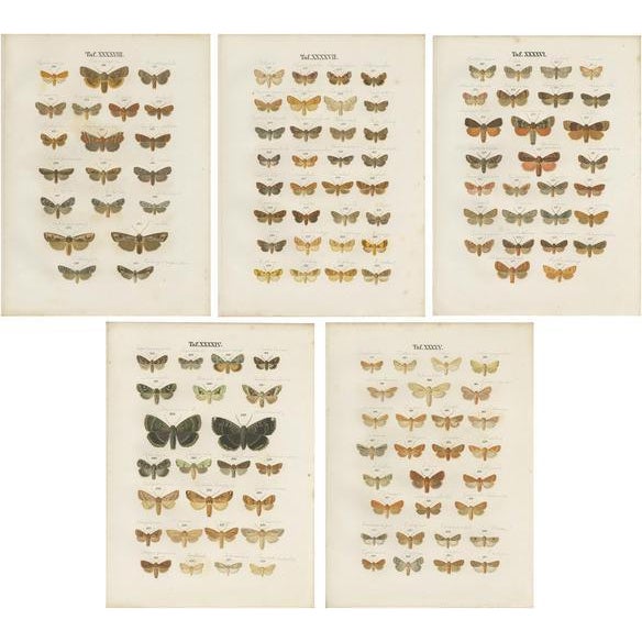 Paper Ramann, Butterflies and Moths, 1870, Set of 5 For Sale - Image 7 of 7