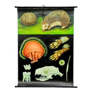 Vintage Hedgehog Rollable Wall Chart Poster Print by Jung Koch Quentell For Sale