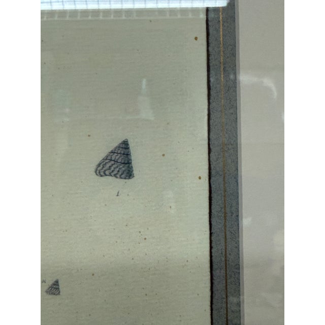 Design Plus Gallery presents a Coastal Composition of Seashells in an Antiqued Looking Frame. The composition has hand...