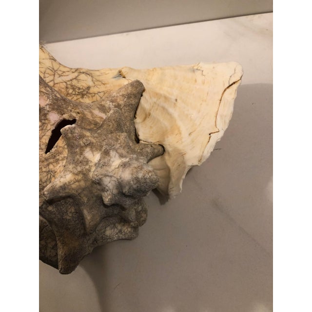 Sand Large Harbour Island Conch Shell For Sale - Image 8 of 11