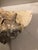 Sand Large Harbour Island Conch Shell For Sale - Image 8 of 11