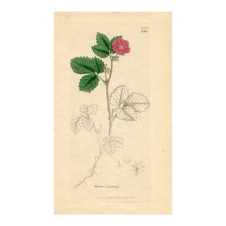 1840s, Arctic Raspberry Botanical Print by James Sowerby, Original Antique Botanical Engraving, England For Sale