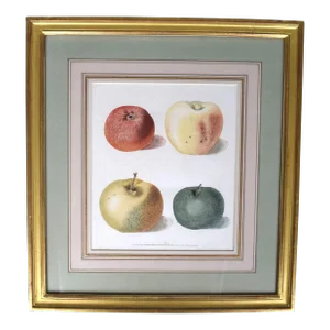 Early 19th Century George Brookshaw, Apple Cluster, Pl LX, Framed