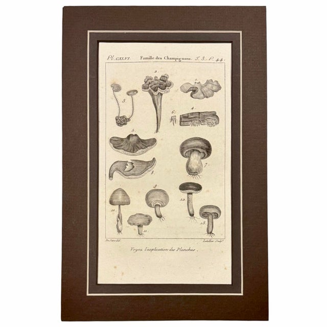 1804-1806 French Buffon Monochrome Intaglio Engravings | Mushroom & Botanical Trio - Set of 3 For Sale In Columbus - Image 6 of 7