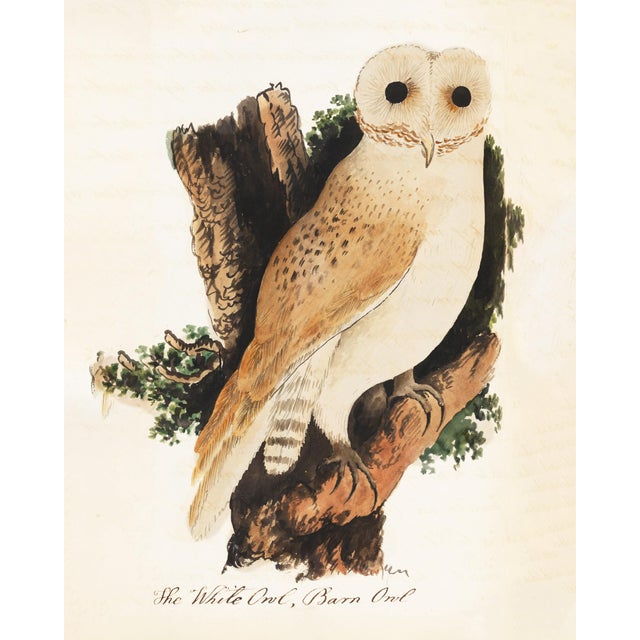 Not Yet Made - Made To Order Reproduction Vintage Owl Print From 1810 Naturalist Collection For Sale - Image 5 of 10