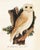 Not Yet Made - Made To Order Reproduction Vintage Owl Print From 1810 Naturalist Collection For Sale - Image 5 of 10