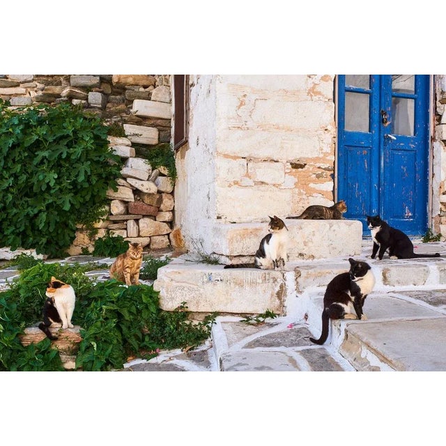 Tuul & Bruno Morandi, Greece, Cyclades, Street Cat, Photographic Paper, in Flawless conditions. Designed from 2000 This...