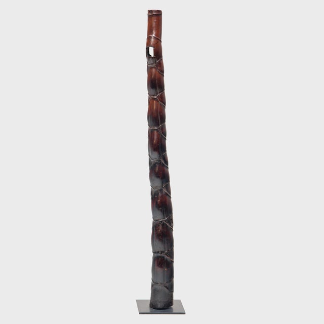 This unusually sinuous length of bamboo is known as "Buddha belly bamboo," named for each segment's resemblance to the...
